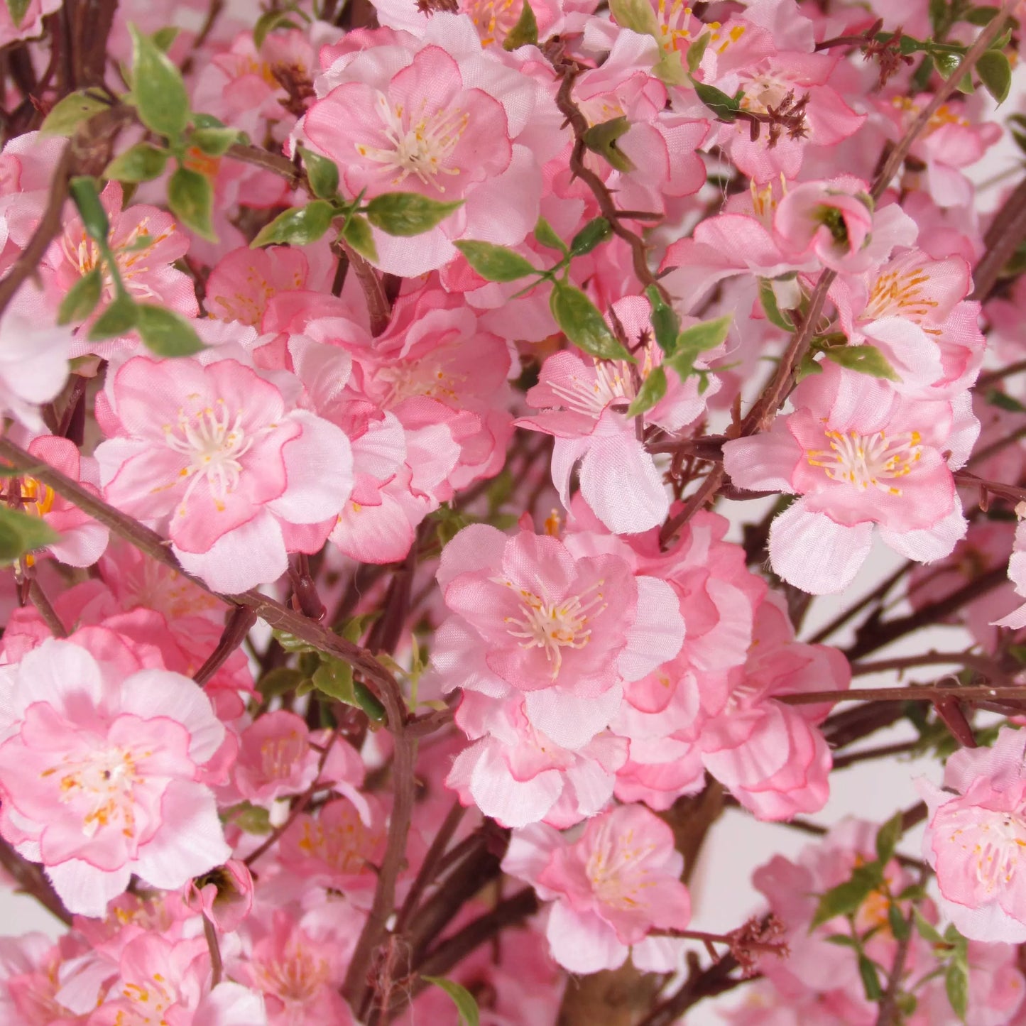 Naturnaher Pfirsichbaum - Rosa Blüten - Mansanisi-Stamm - 225cm