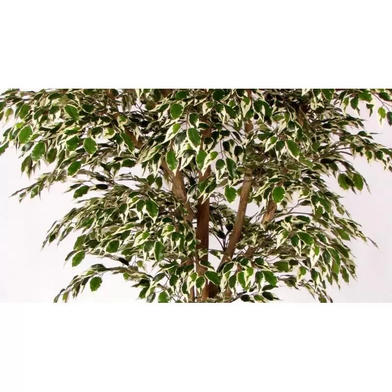 Ficus Hawaiian auf Mansanisi-Stamm - 150cm