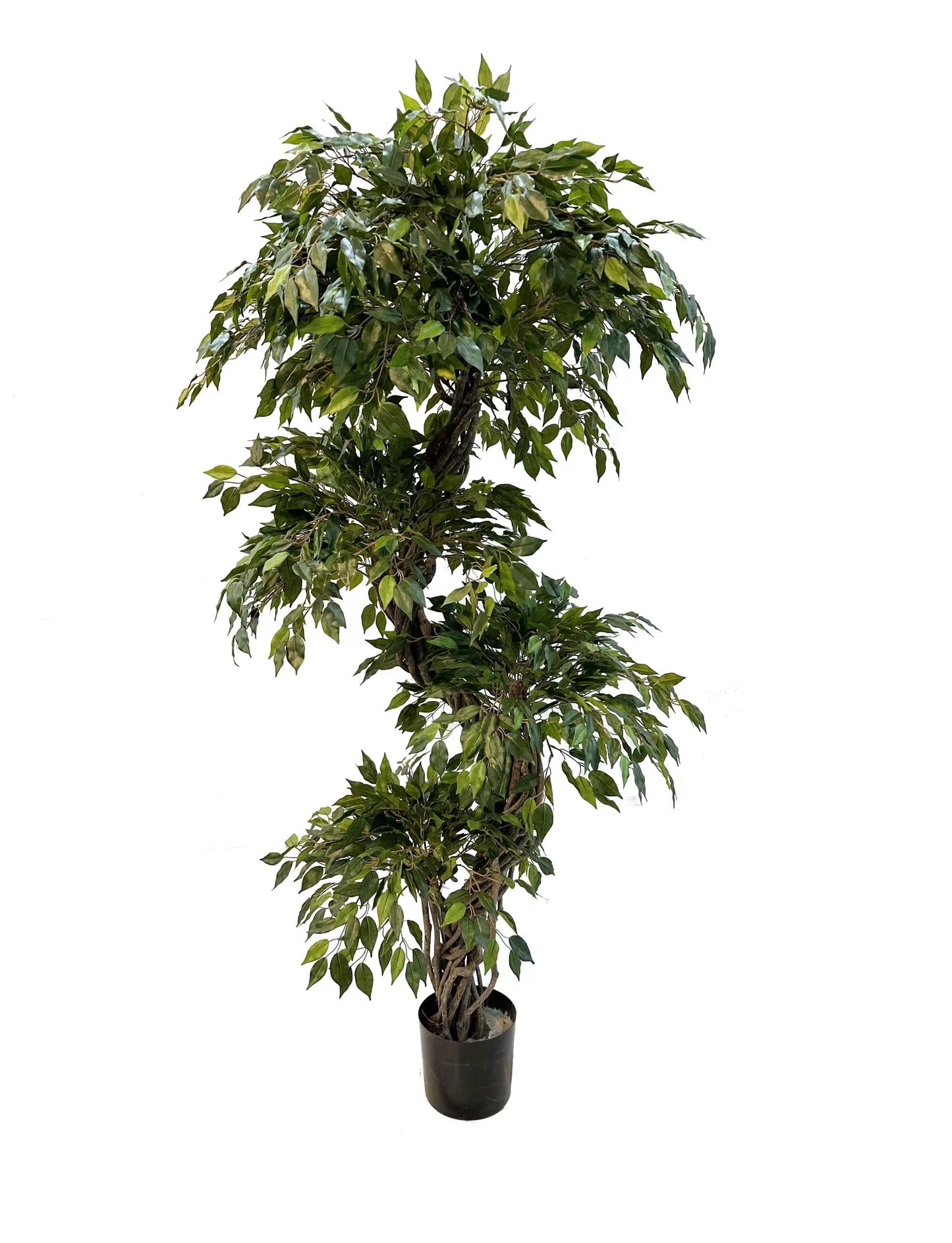 Halbnatürlicher grüner Mini-Ficus mit Lianenstamm - 180cm