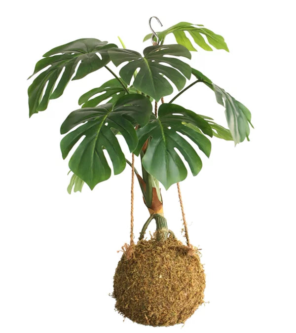 Künstliche Kokedama Monstera