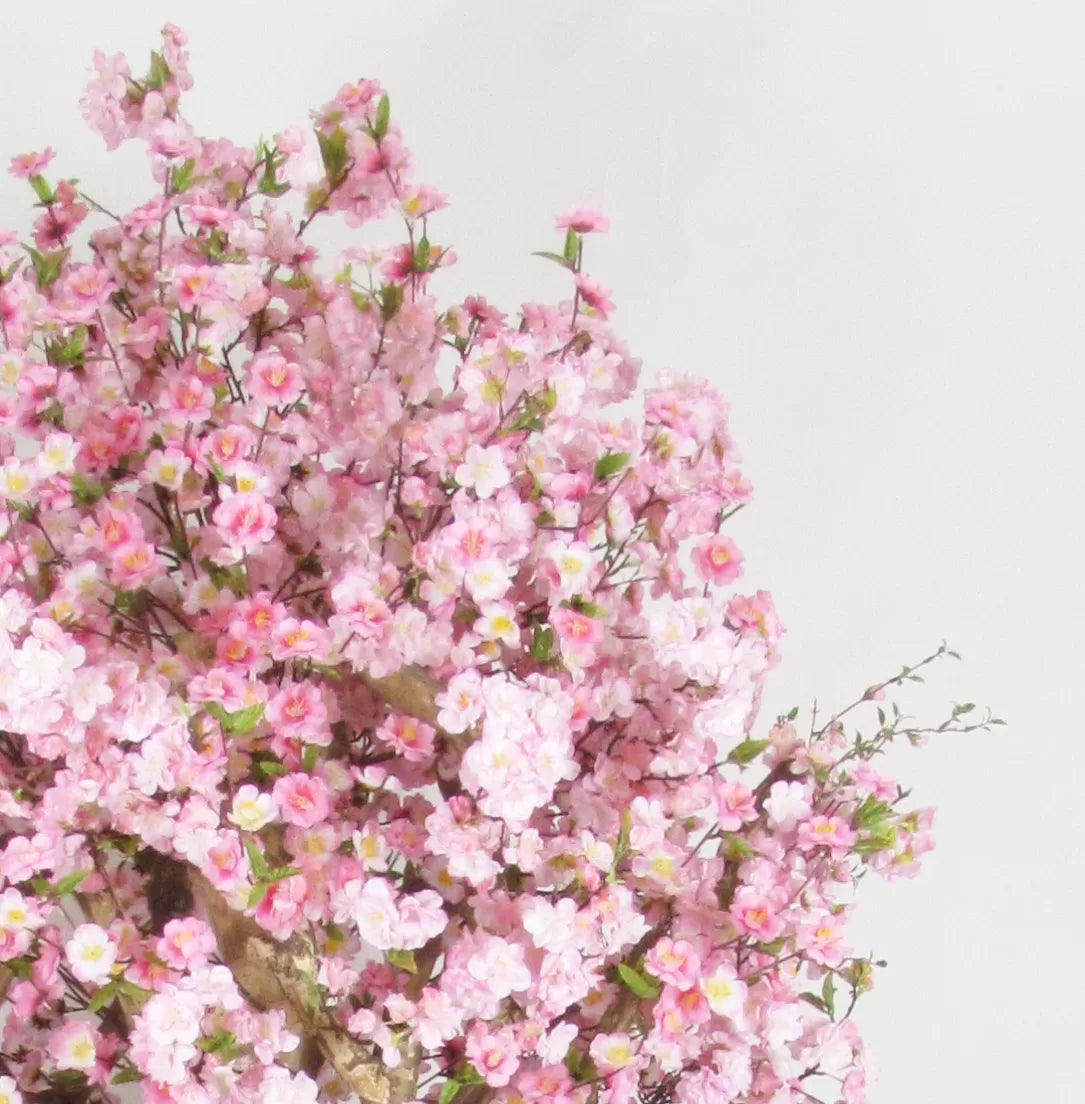 Naturnaher Pfirsichbaum - Rosa Blüten - Mansanisi-Stamm - 225cm