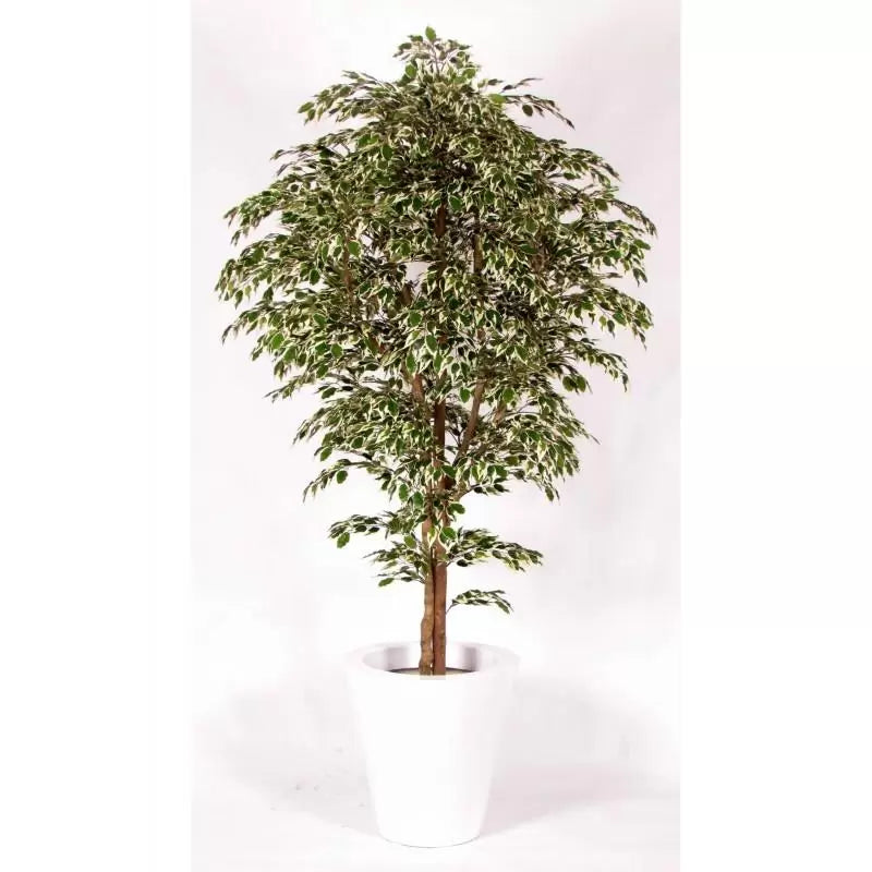 Ficus Hawaiian auf Mansanisi-Stamm - 150cm