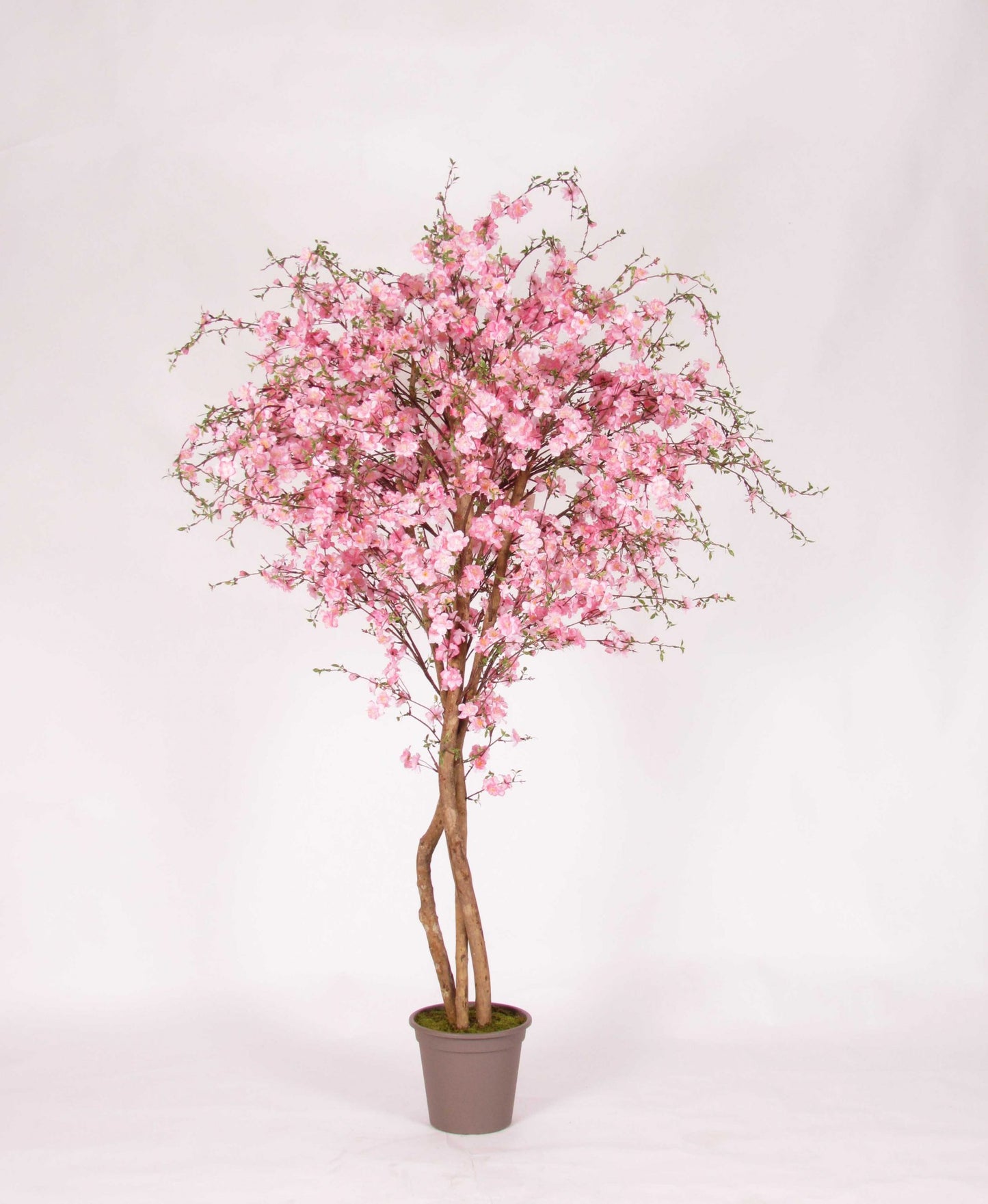 Naturnaher Pfirsichbaum - Rosa Blüten - Mansanisi-Stamm - 225cm