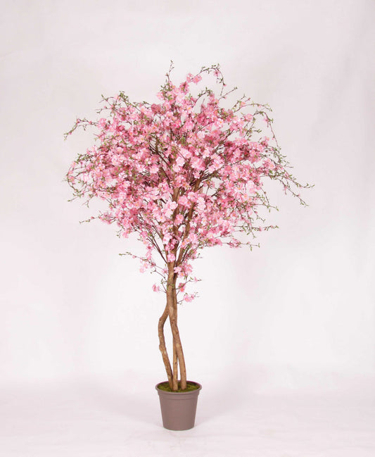 Naturnaher Pfirsichbaum - Rosa Blüten - Mansanisi-Stamm - 225cm