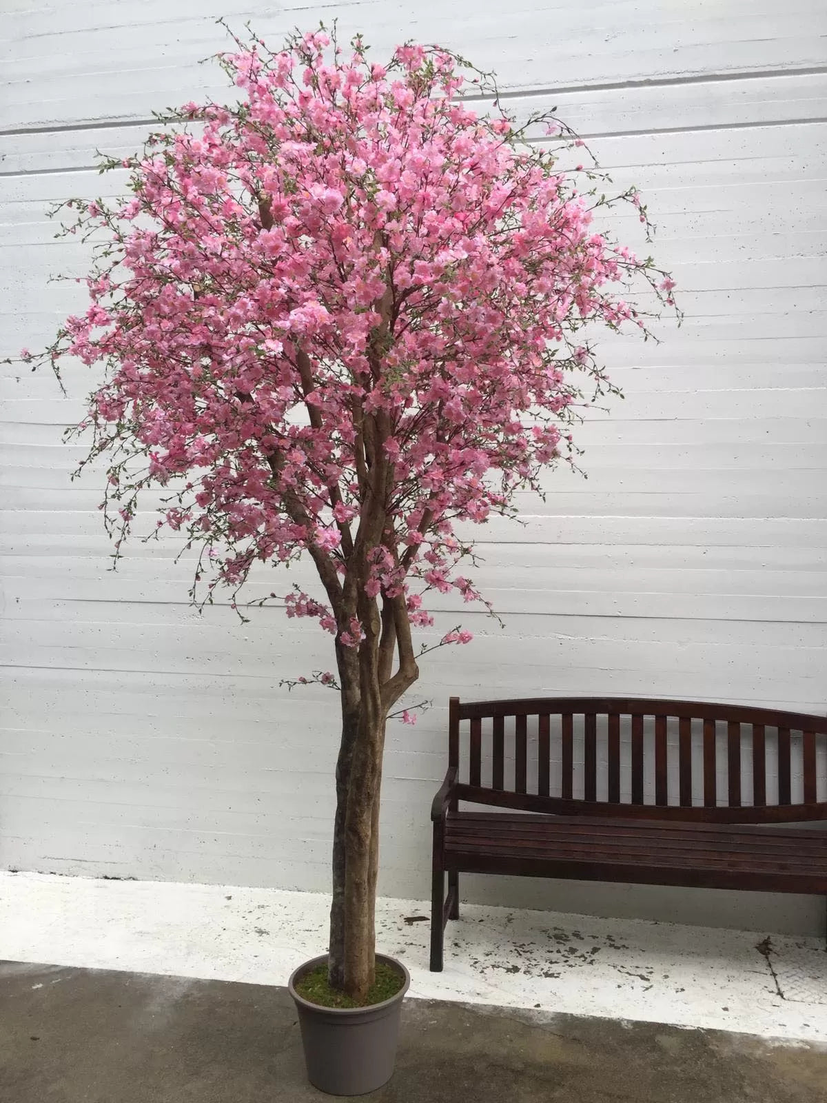 Naturnaher Pfirsichbaum - Rosa Blüten - Mansanisi-Stamm - 225cm