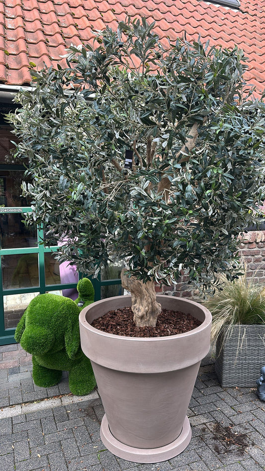 Li Olivenbaum Luxe Cuba XL Trunk inkl. Topf - H210cm