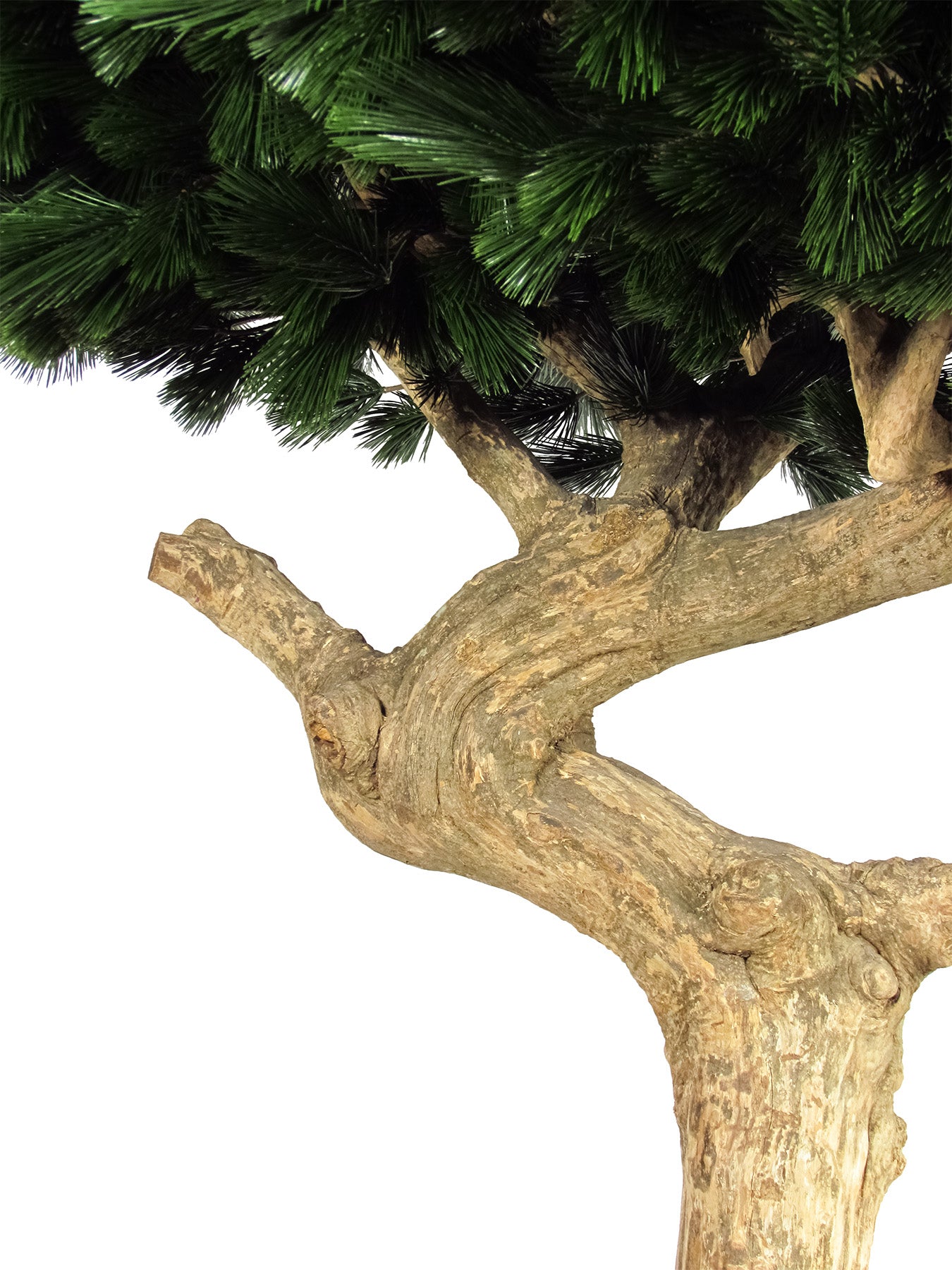 Li Pinienbaum Majestic Trunk UVR