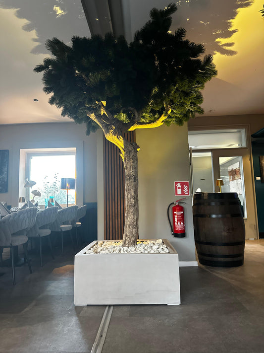 Li Pinienbaum Majestic Trunk UVR